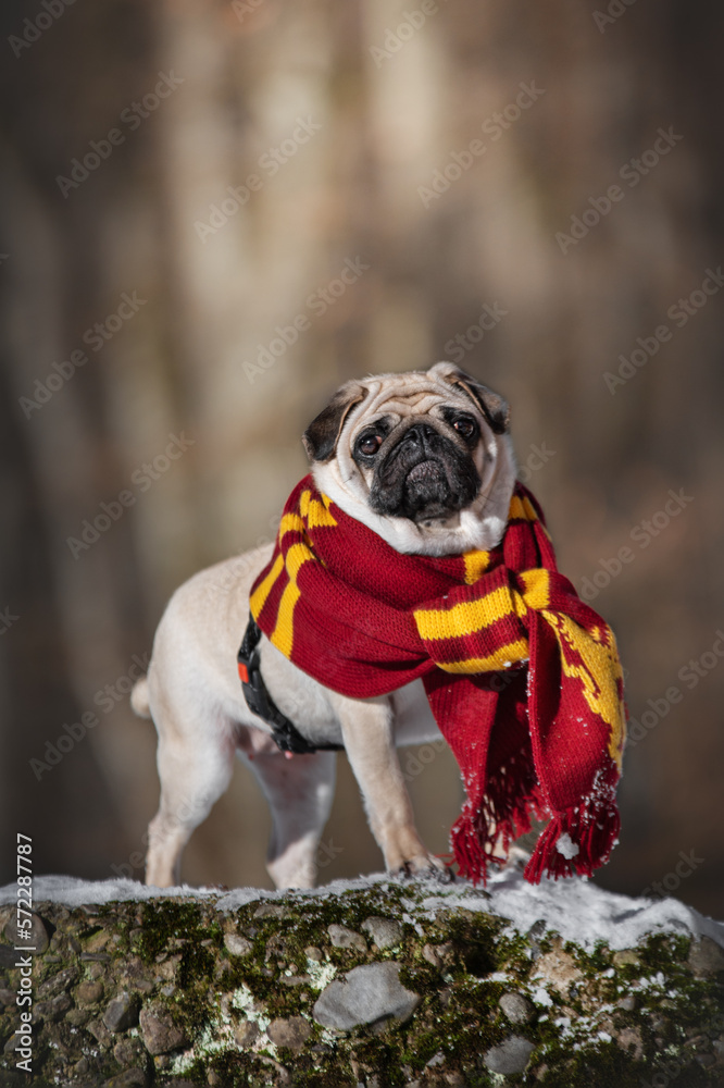 pug dog portrait pug dog portrait