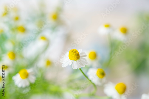 初夏のかわいいカモミールの花