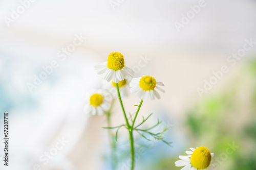 カモミールの花