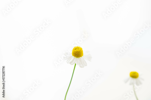 白い背景のカモミールの花