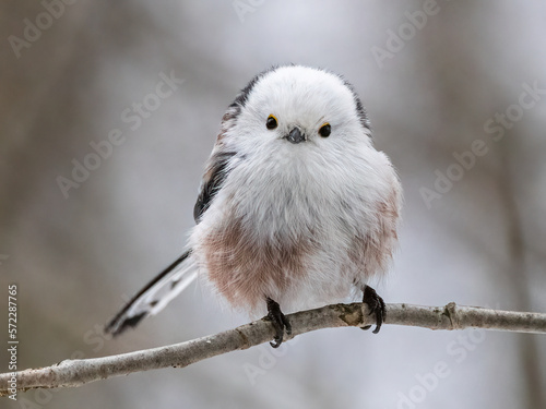 Long-tailed tit sits on a branch