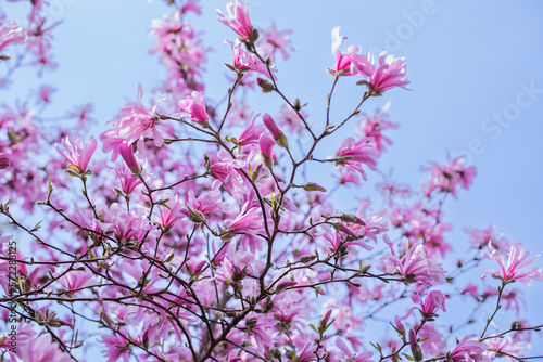 Fototapeta Naklejka Na Ścianę i Meble -  star magnolia, delicate magnolia flowers in the morning light in the sunny garden	