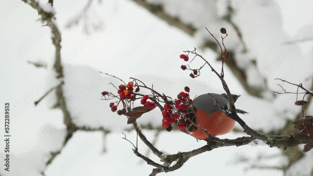 Eurasian bullfinch male eating berries under a heavy snowfall in an oak forest in January Eurasian bullfinch male eating berries under a heavy snowfall in an oak forest in January