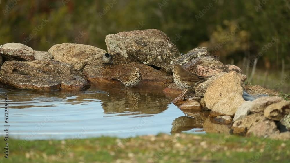 Songs thrush drinking and bathing in a natural water point on a cold January day with the last light of the day Songs thrush drinking and bathing in a natural water point on a cold January day with the last light of the day