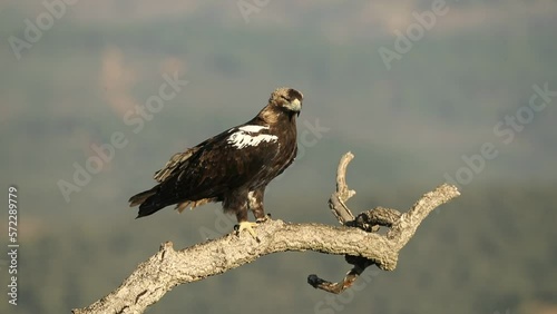 Adult female Spanish Imperial Eagle in a Mediterranean forest at the first light of a cold February day