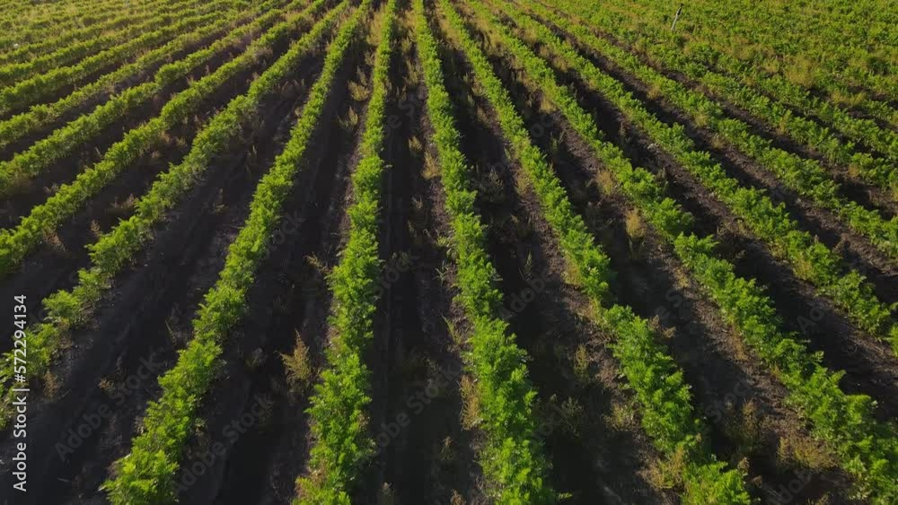 Farming. Rows of carrot crop in the field Farming. Rows of carrot crop in the field