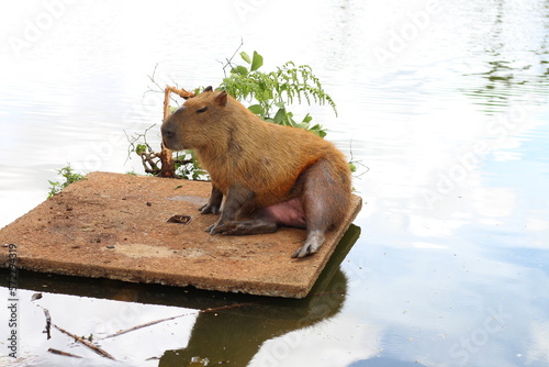 Capybara sitting