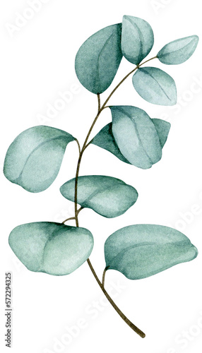 Eucalyptus branch. Watercolor element. Botanical illustration for the design of invitations, cards, congratulations, logos, labels, stationery. Wedding, anniversary, birthday design.
