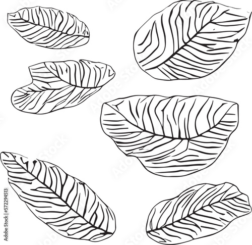 2D graphics of leaf images in outline style. Tropical tree leaves outlined in black and white. Natural and fresh. Has attractive fronds and leaf veins