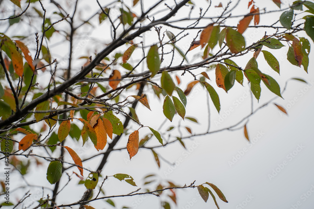 晩秋の頃、紅葉の風景 晩秋の頃、紅葉の風景