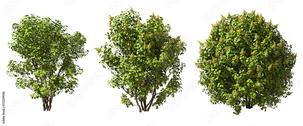 Gardening shrubbery flowery trees cutout transparency backgrounds 3d illustration png