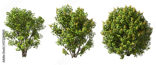 Fotografija Gardening shrubbery flowery trees cutout transparency backgrounds 3d illustratio