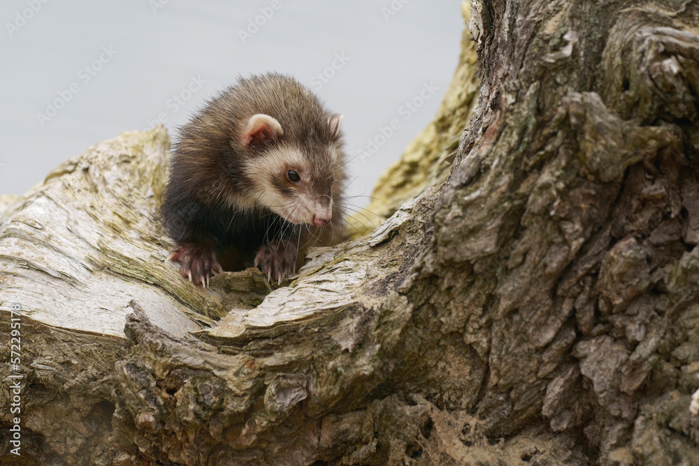 An European Polecat on top of a tree trunk
An European Polecat on top of a tree trunk