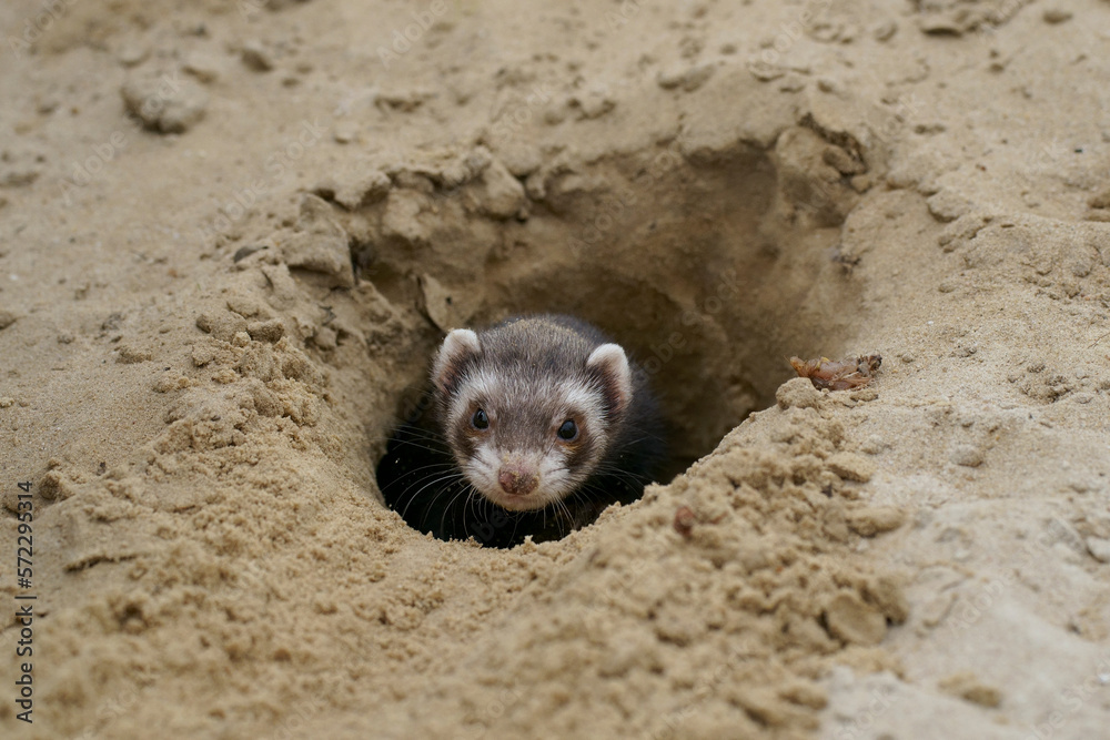 An European Polecat emerging out of a burrow
An European Polecat emerging out of a burrow