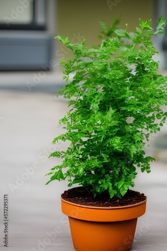 Outside view of traditional little green plant in a pot - generative ai