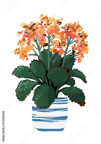 Kalanchoe blossfeldiana house plant in a decorative flower pot. 