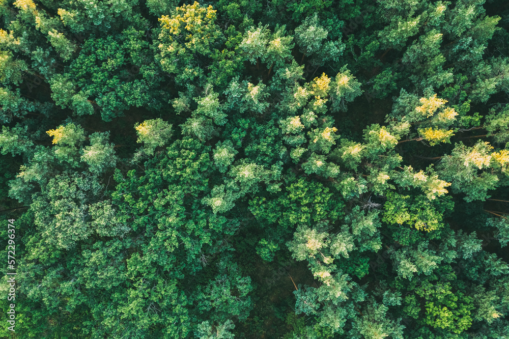 Tops of pine trees from height green summer Tops of pine trees from height green summer