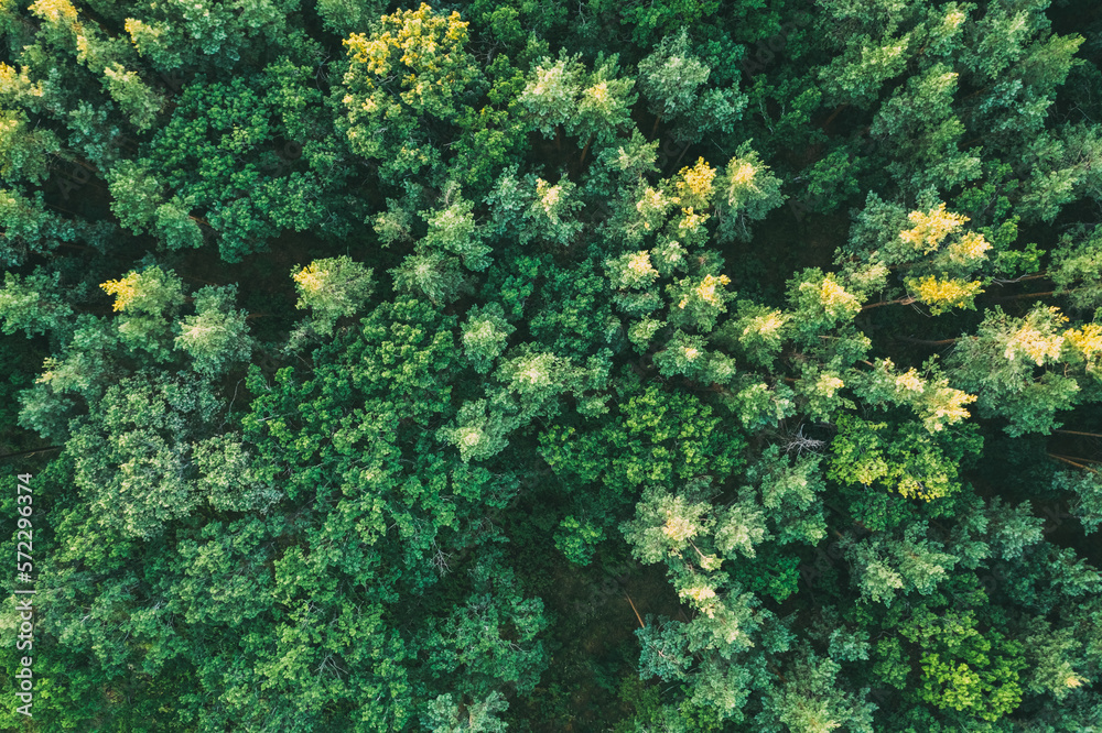 Tops of pine trees from height green summer