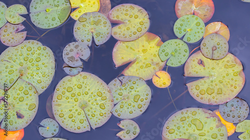 Fotografiet Lily Pads in a Garden Pond during a Spring Rain Water Lilies Green, Yellow , Col
