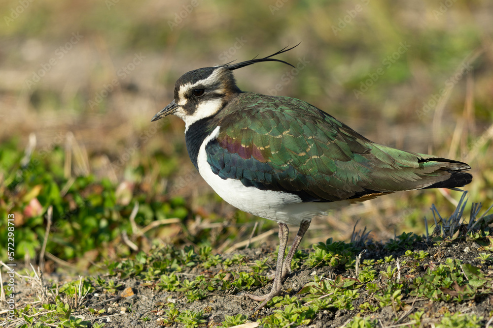 Obraz premium 首を縮めて寒さに耐えるタゲリ