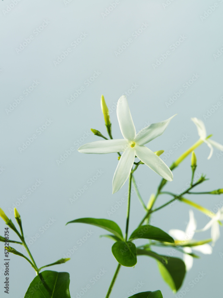 white flower jasmine on blue background white flower jasmine on blue background