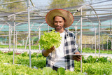 Asian man farmer harvesting organic vegetable salad from farm garden and checking on tablet.