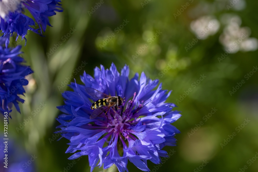 hovery fly resting on bright blue flower of the cornflower also known as bachelor's button with a blurred green background hovery fly resting on bright blue flower of the cornflower also known as bachelor's button with a blurred green background