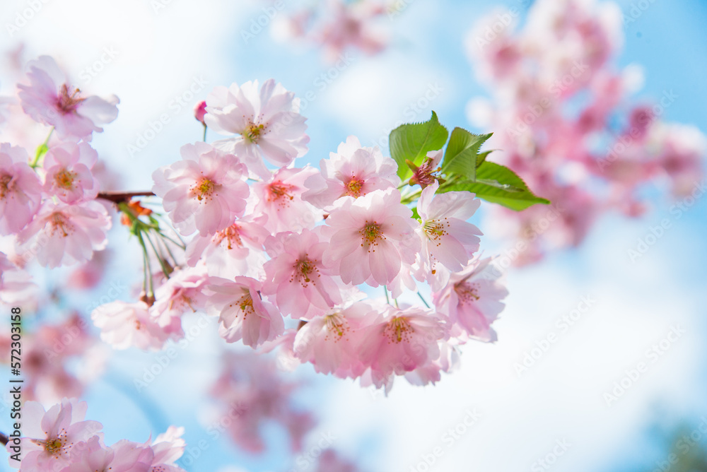 Spring tree with pink flowers. Spring border or background art with pink blossom. Beautiful nature scene with blossoming tree and sunlight.	