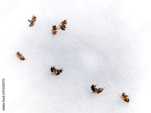 tote Bienen im Schnee
