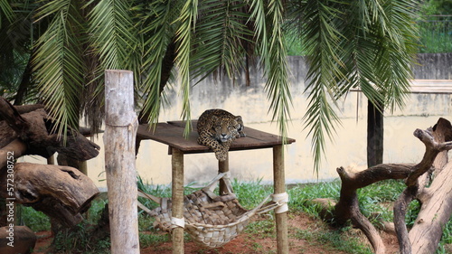 Ounce at the zoo Jaguar