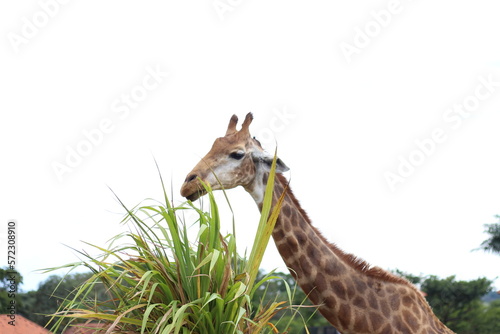 Photography Giraffe in the zoo