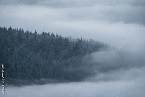 Trees and mist. Bamford Edge landscape vignette in the Peak District National Park, UK. © Rob Thorley