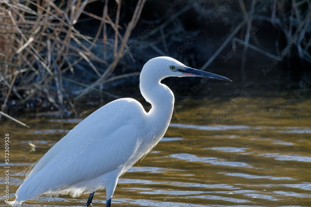 aigrette garzette