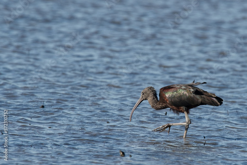 ibis facinelle - Plegadis falcinellus 