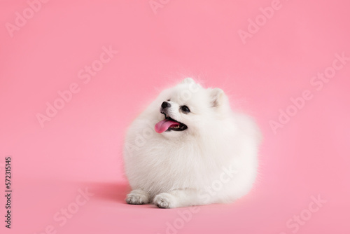 Dog breed pomeranian spitz funny sits on a pink background