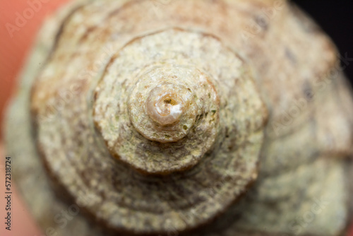 close-up photo of a seashell