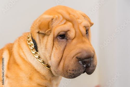 dog at the veterinary clinic