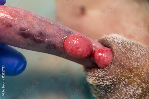 close-up photo of a  transmissible venereal tumor in dog, penile form