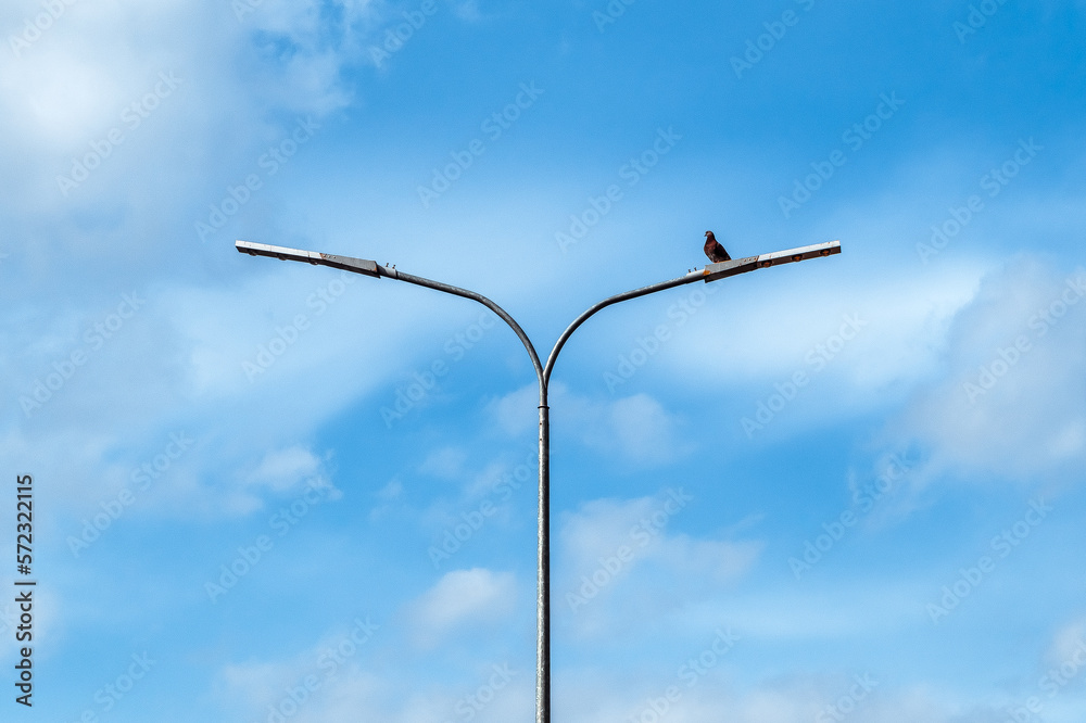 A pigeon on a street lamp against a blue sky with white clouds