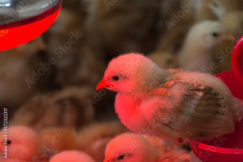 close-up photo of chickens heated with infrared light photo
