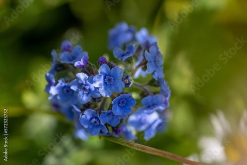 close up of forget me nots a symbol of true love and respect with a blurred green background