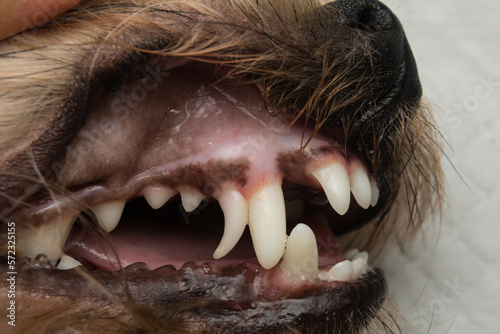 close-up photo of a dog mouth before decidual tooth extraction