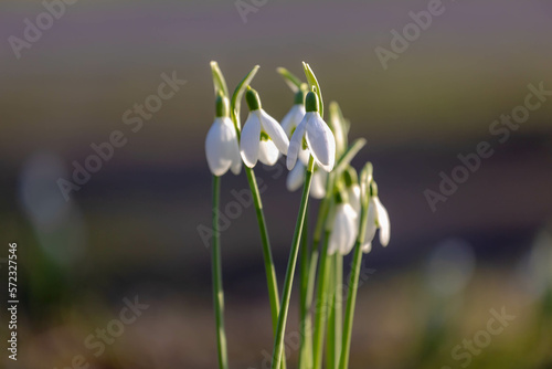 Selective focus group of white small flower  Galanthus nivalis growing on the ground  Snowdrop is the best known and most widespread of the 20 species in its genus  Galanthus  Nature floral background
