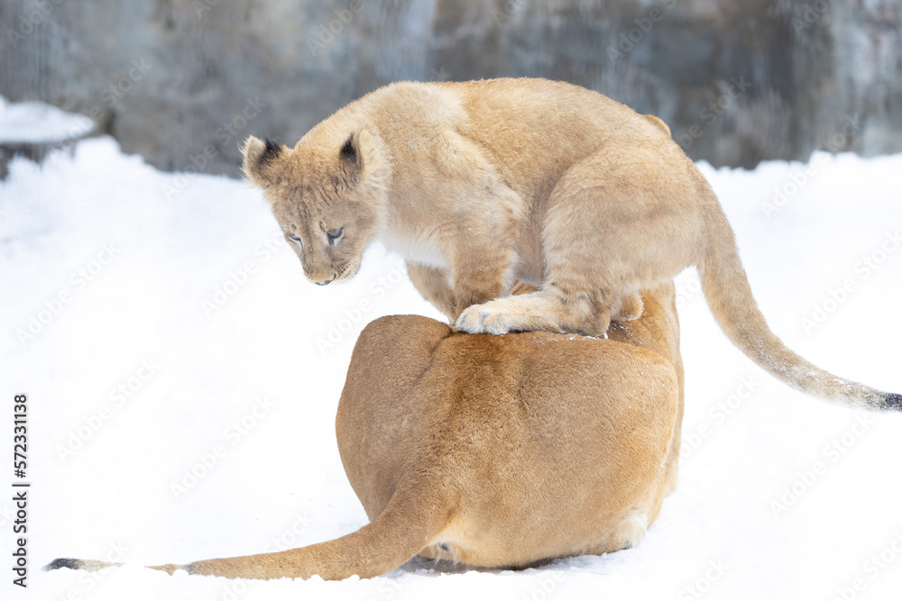 Obraz premium お母さんの上の子ライオン