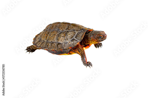 turtle without background or transparent background