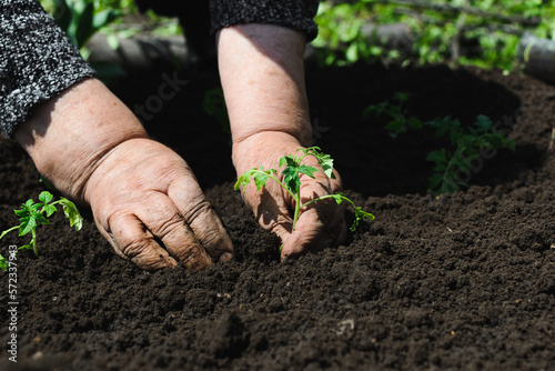 In the open air in sunny weather, the old wrinkled hands of an elderly woman put a sprout of a tomato in the ground, copy the space in the ground, copy space.