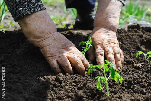 Outdoors, close-up, the wrinkled hands of an elderly woman, soiled in the ground and dust, plant a sprout of tomato seedlings in the open ground in sunny weather, copy space.
