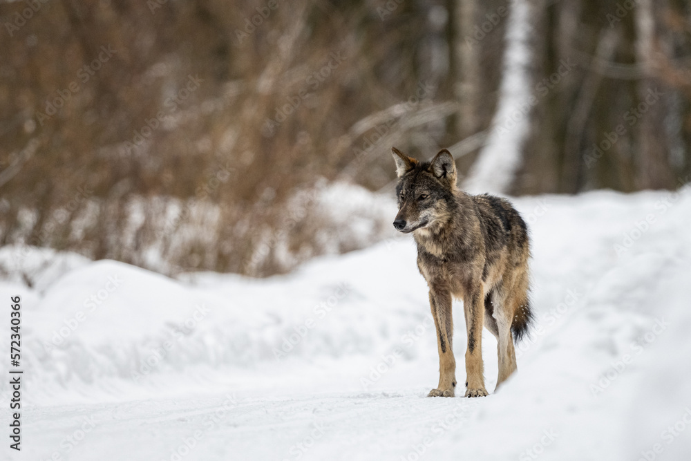 Naklejka premium Grey Wolf, Canis lupus. Bieszczady Mountains, Poland.