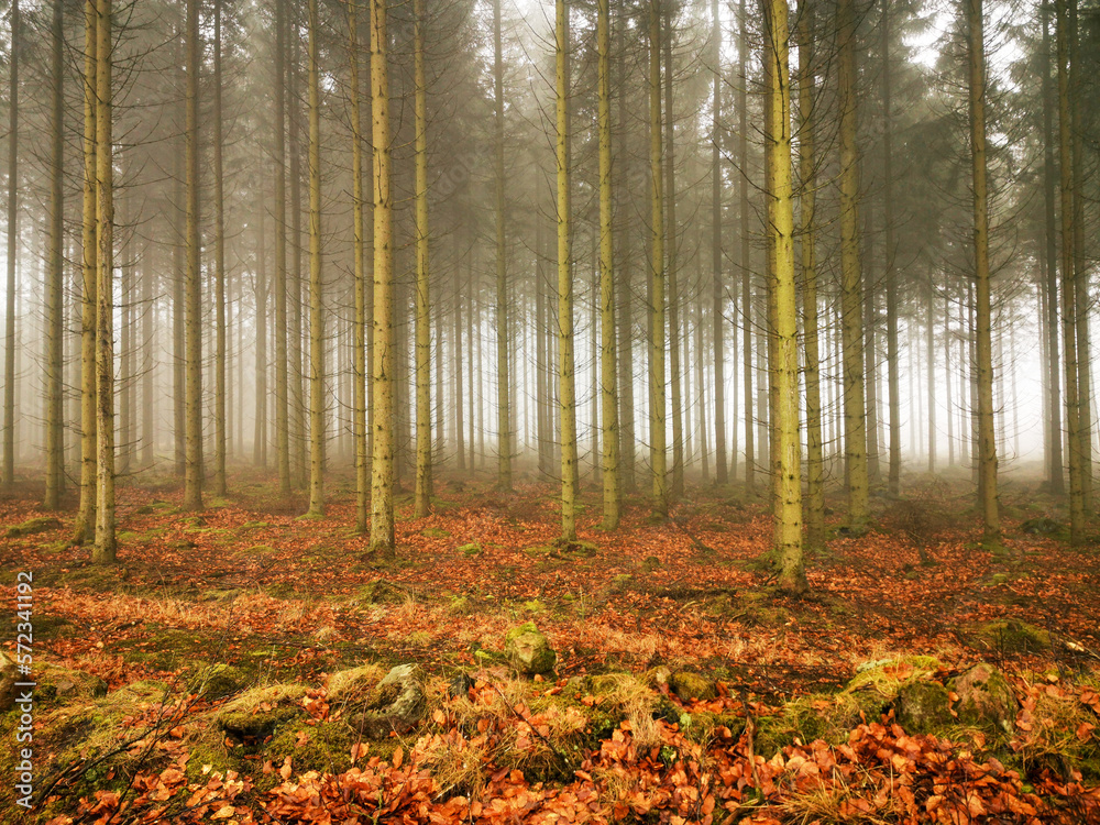 winter foggy morning in the pine tree forest