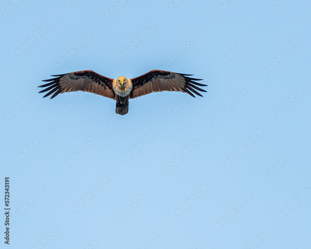 A Brahminy kite flying high in blue sky A Brahminy kite flying high in blue sky